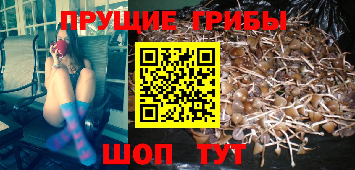 Псилоцибиновые грибы Psilocybe Кунгур